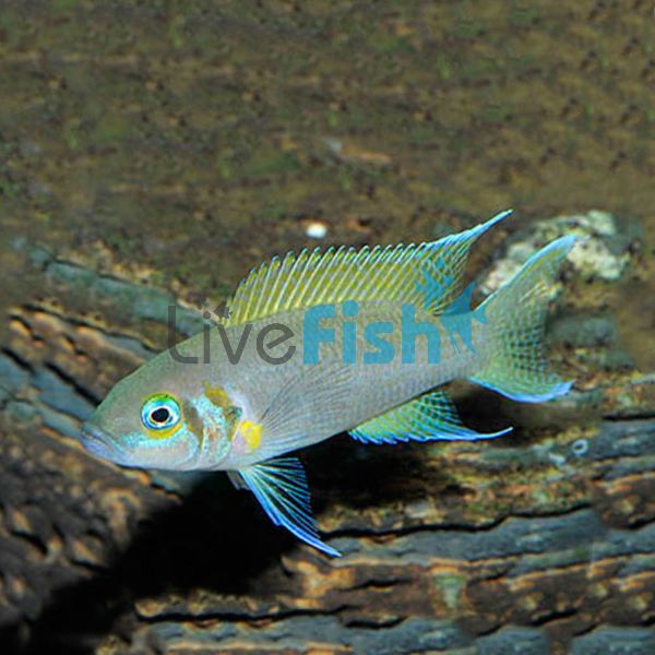 Daffodil Princess Cichlid 3.5cm