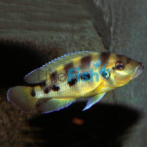 Neolamprologus Six Bar Gold 4cm