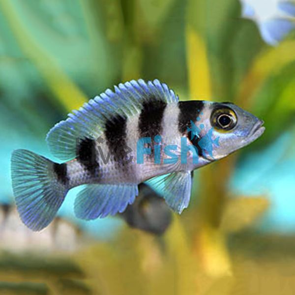 Neolamprologus Tretocephalus Five Bar 8cm