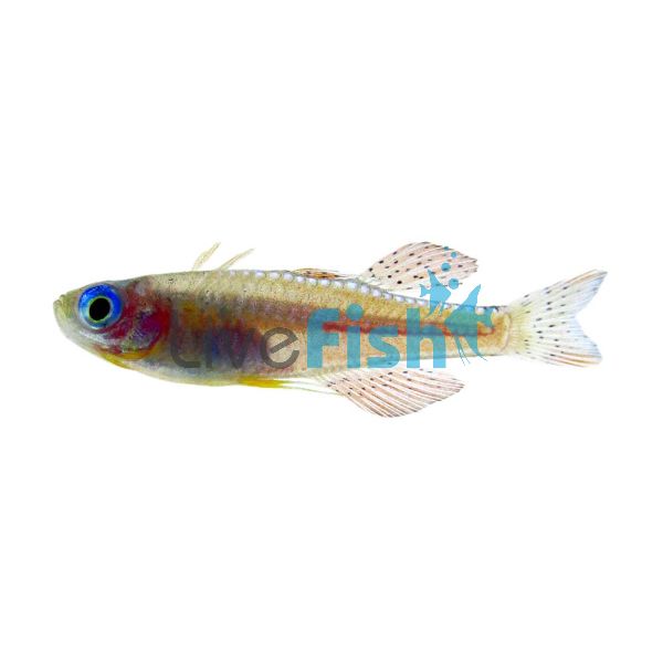 Red Neon Blue Eye 2.5cm - N.G