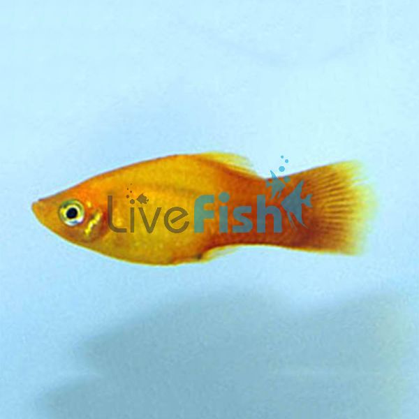 Neon Sunset Platy 4cm