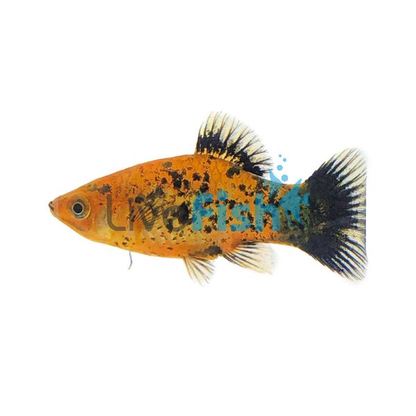 Neon Tricolour - Platy 4cm 