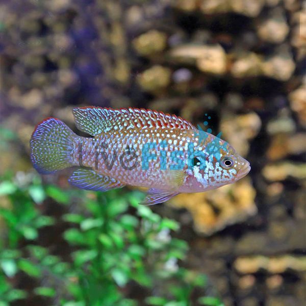 Neon Jewel Cichlid 3.5cm