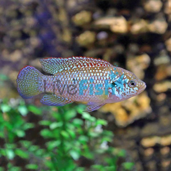 Neon Jewel Cichlid 4cm