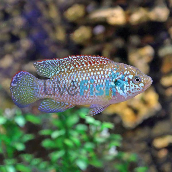Neon Jewel Cichlid 5cm
