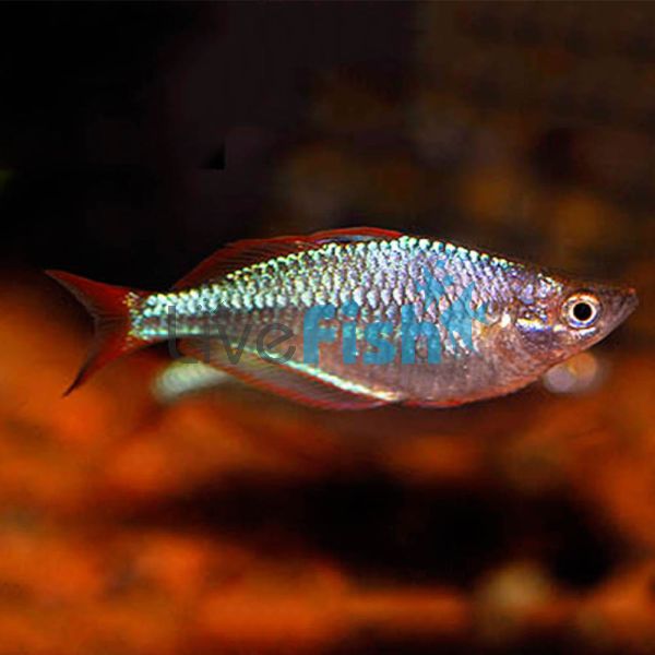 Neon Rainbow 5cm