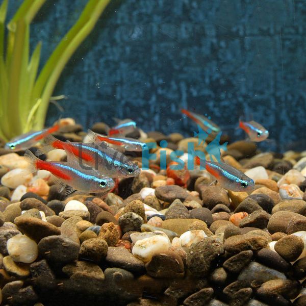 Neon Tetra 2cm 