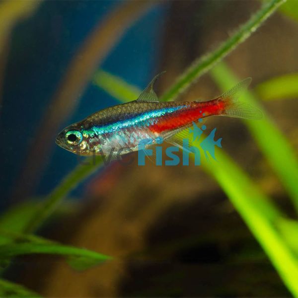 Neon Tetra 3cm