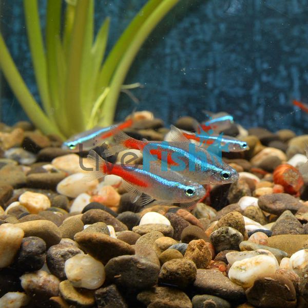 Neon Tetra 2.5cm