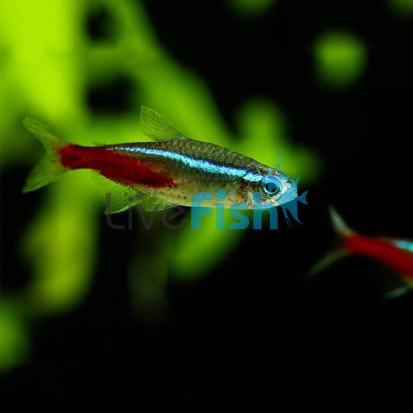 Neon Tetra XL 3.5cm