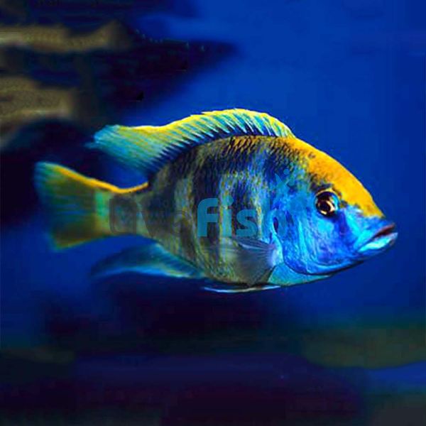 Nimbochromis Venustus 5cm