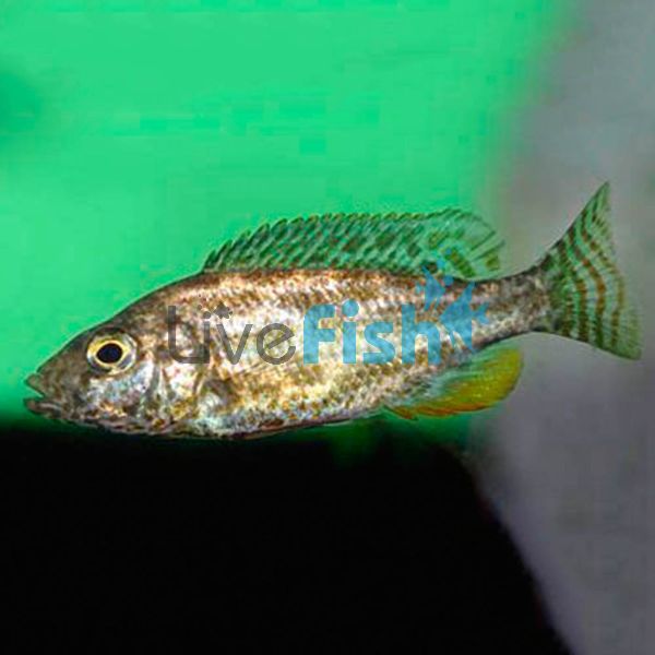 Nimbochromis Polystigma 5cm