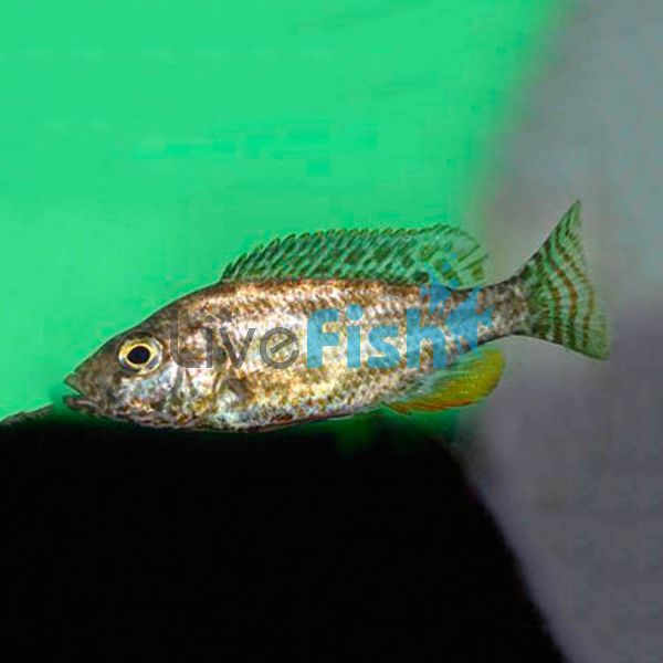 Nimbochromis Polystigma 4cm