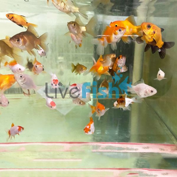 45x Nymph Goldfish 4-6cm