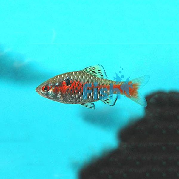 Odessa Barb 3cm