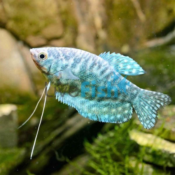 Opaline Gourami 7cm