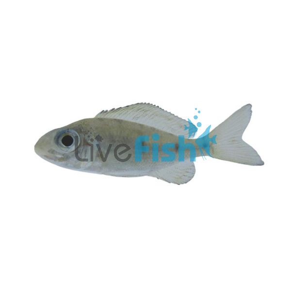 Ophthalmotilapia Nasutus 5cm