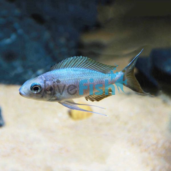 Ophthalmotilapia Ventralis 4cm