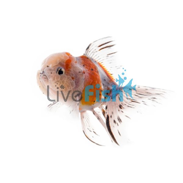 Calico Oranda 7cm