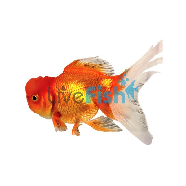 Crown Head Oranda 9cm