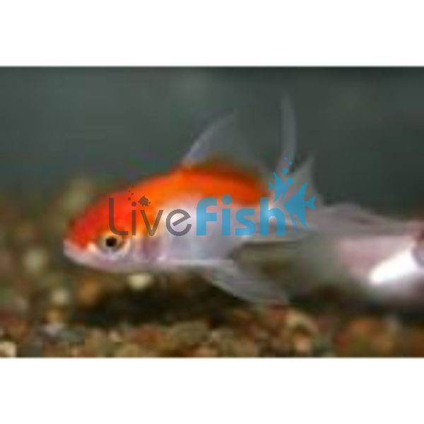 Red & White Oranda 18cm