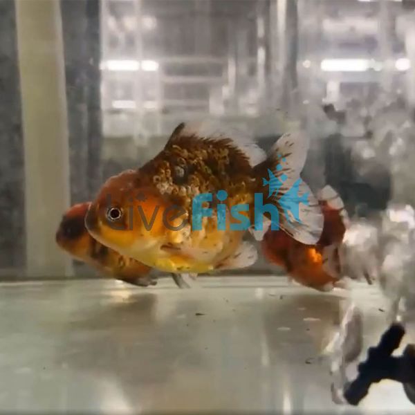 Oranda Calico Short Tail 9cm