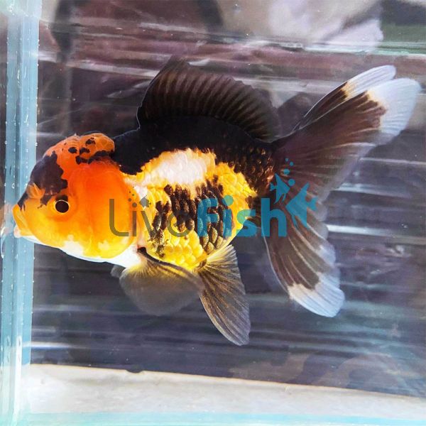 Multi-Colour Oranda 5cm 