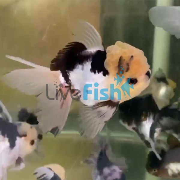 Panda Oranda12cm