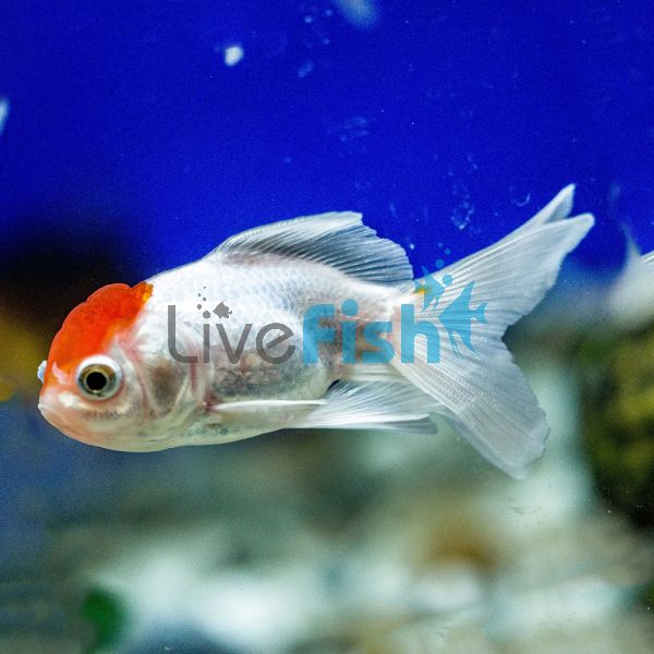 Oranda Red Cap 12cm
