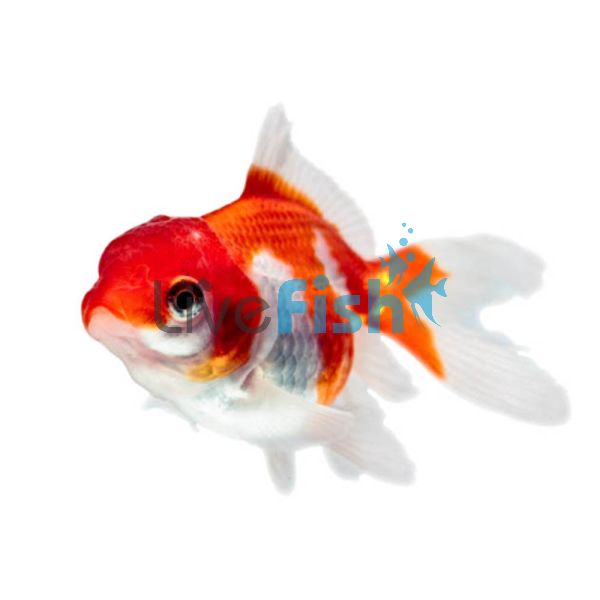 Red & White Oranda 9cm