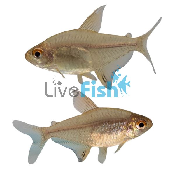 Orange-Red Lemon Tetra (Bolivia) 3cm