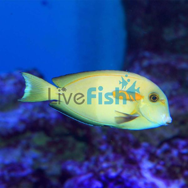 Orange Shoulder Surgeon Tang - Medium (Juvenile)