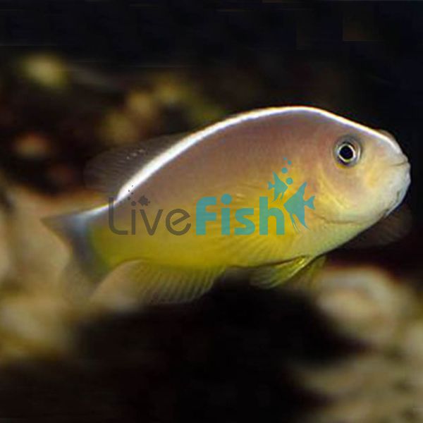 Orange Skunk Clownfish - Medium