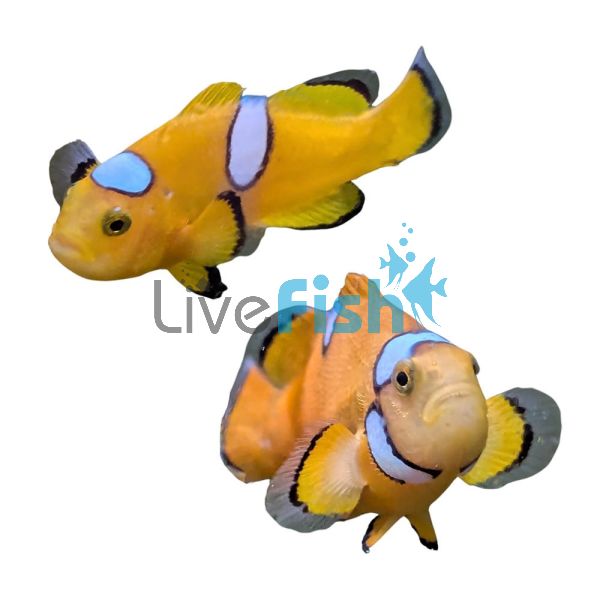 Orange & White Misbar Clownfish - Medium