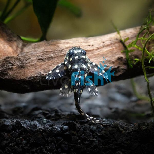 L201 Orinoco Angel Pleco 3.5cm
