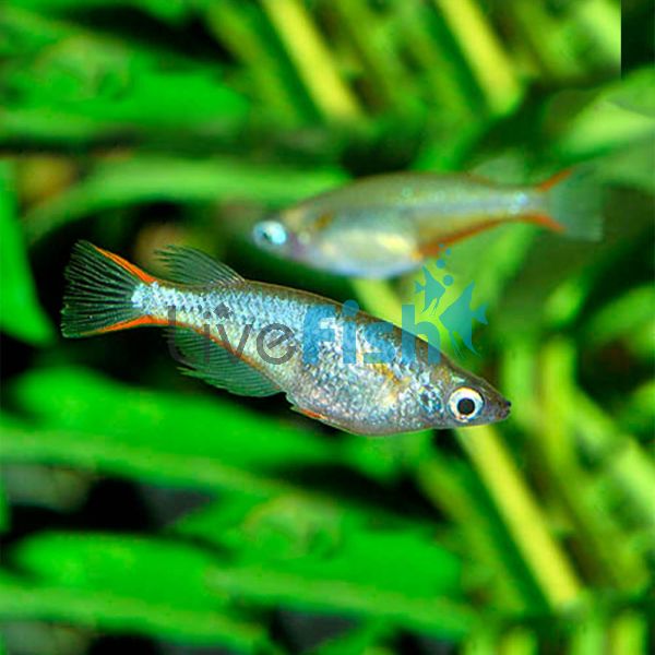 Neon Blue Rice Fish 3cm