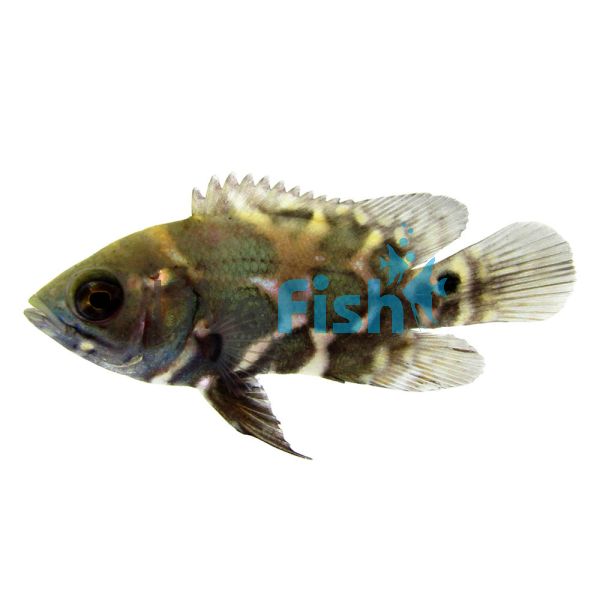 Juvenile Oscar 4cm