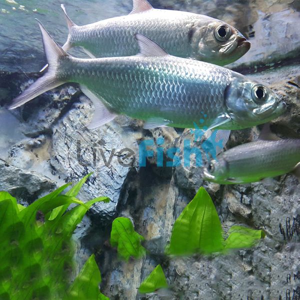 Oxeye Herring - Brackish 10cm