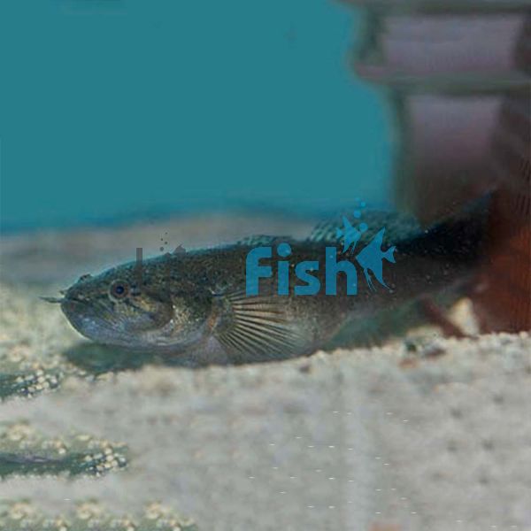 Sleepy Cod 9cm