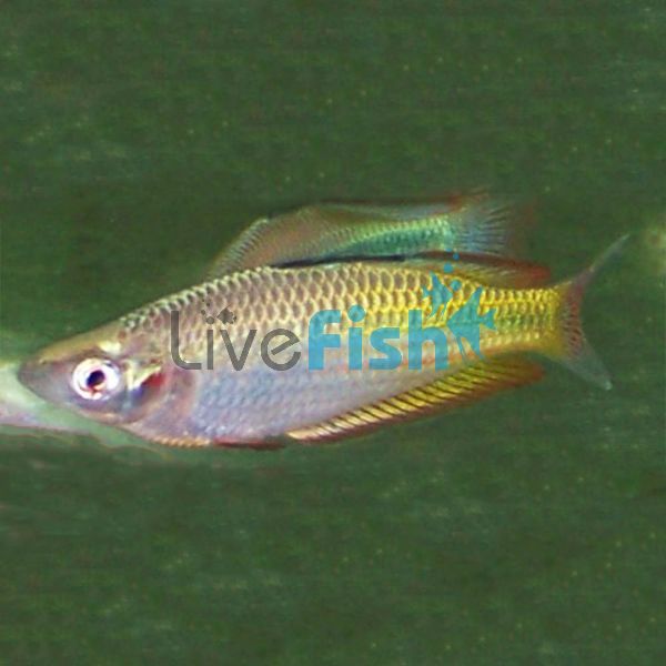 Duboulay's Rainbow Yellow - Oyster Creek 7cm