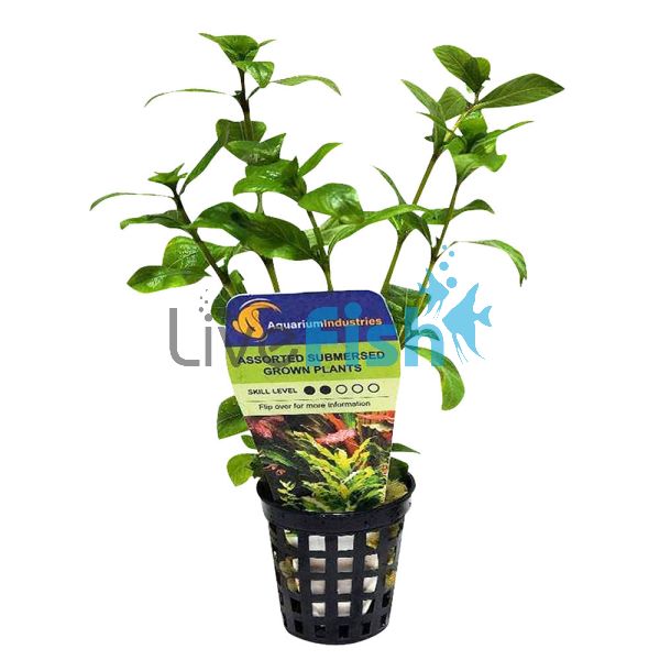 Assorted Submersed Plants - Pot