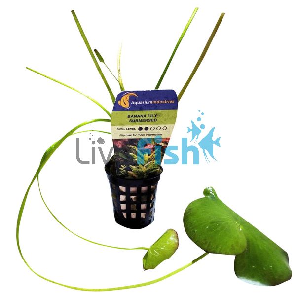 Banana Lilly - Submersed Pot