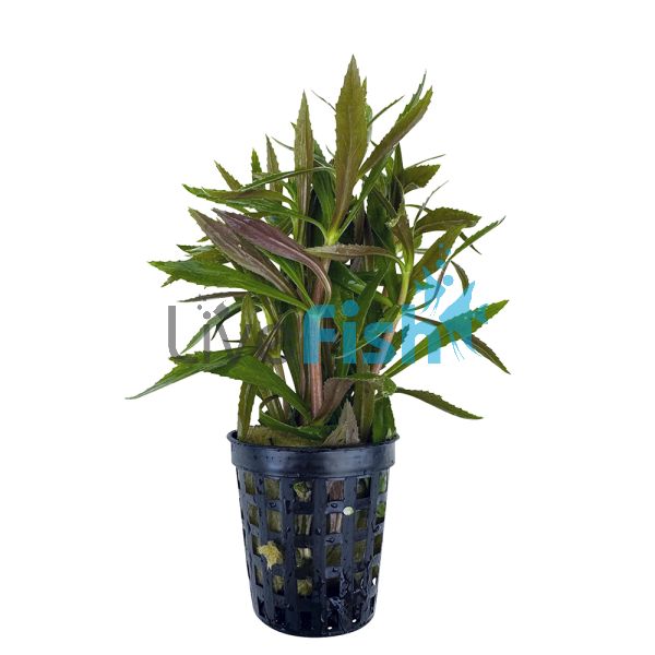 Magenta Limnophila - Emersed Pot
