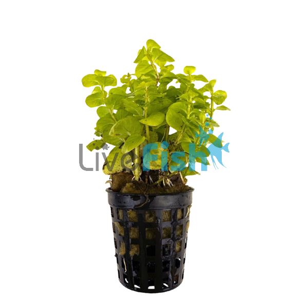 Gold Pennywort - Pot
