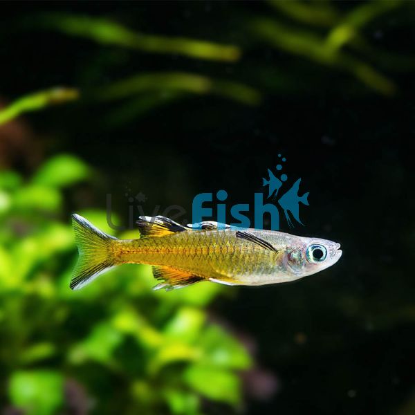Pacific Blue Eye - Cape York 3cm