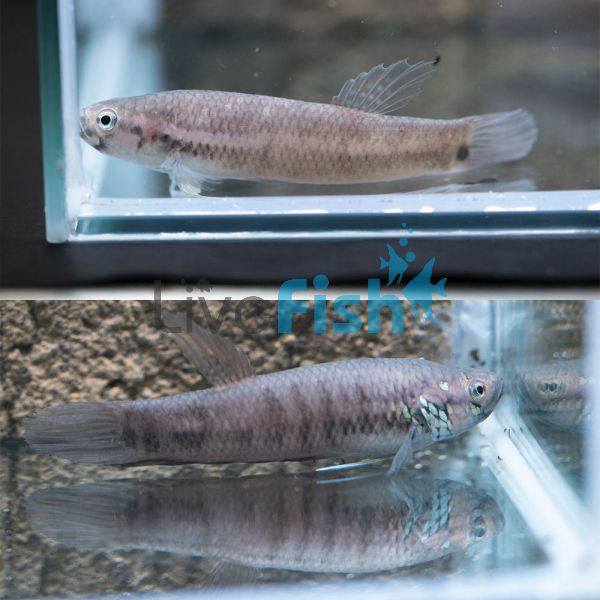 Pair Betta Pallifina 7cm