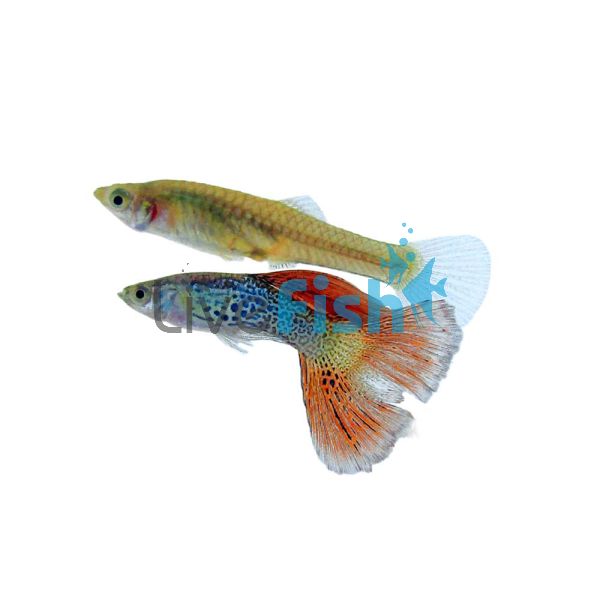 Pair Endler Silverado Guppy 2cm