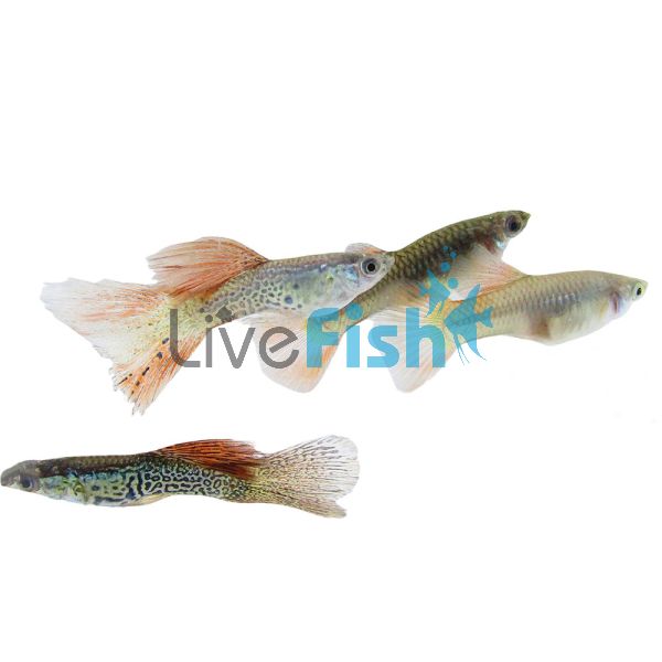 Pair Red Lace Guppy 3cm