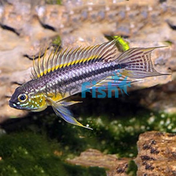 Pair Apisto. Bitaeniata Red Back - Select 4cm 