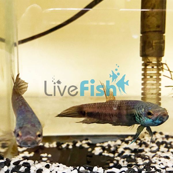 Male Betta Compuncta Orini 5cm